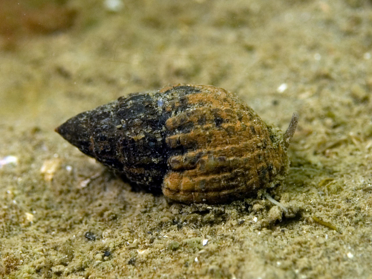 Nassarius nitidus